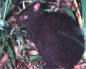 琉球兔的食物选择