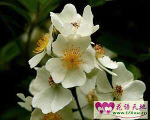 酴醾的花语：末路之美