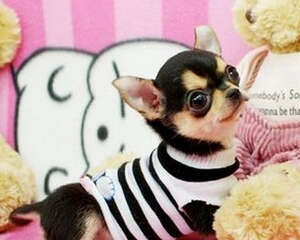 吉娃娃狗窝的制作方法