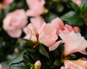 杜鹃花的花蔫了怎么办