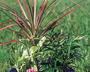 制作花盆里的迷你小花园