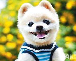 俊介犬