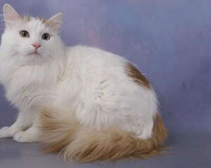 会游泳的猫——土耳其梵猫