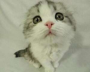 夏季猫咪要注意以下疾病