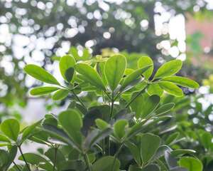 鸭掌木长多高打头好