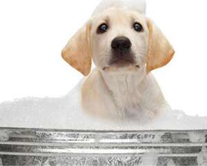 狗沐浴露的正确使用方法