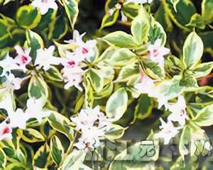 花叶锦带花（图）