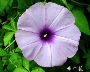 牵牛花的栽培与管理（图）