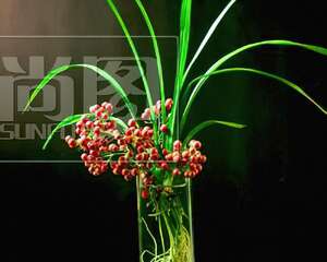 插花艺术基本知识