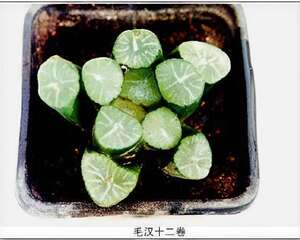 玲珑“十二卷”