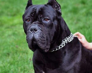 狗狗独自在家主人要准备什么