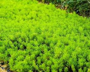 玩多肉，懂一点专业术语