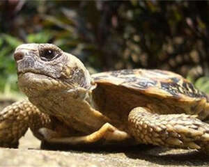 龟得了呼吸道疾病怎么办？