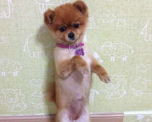 【测试】狗狗技能小测试