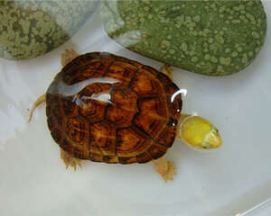 黄喉拟水龟的品种简介