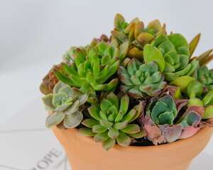 多肉叶子皱巴巴，再这么浇水，全都活不过3天！