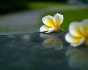 红鸡蛋花的病虫害防治