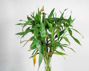 富贵竹怎样才能生根