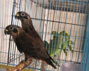 暗色鹦鹉的外形特征