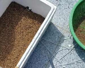 韩国正太告诉你：入坑半年种植的多肉植物可以达到什么水平