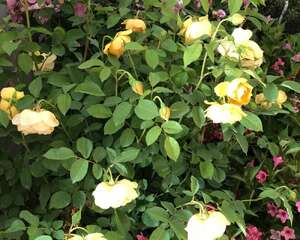 14种月季，看一眼就中毒，无药可救！