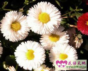艾菊的花语：和平