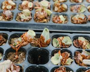 山地玫瑰开花会死吗