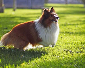 主人“每天、每月、每年”该为狗狗做的事