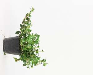 金鱼吊兰叶子发黄怎么办