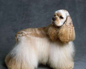 美国可卡犬的历史及外形特征