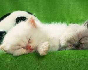 对于小猫来说喂养不宜过饱