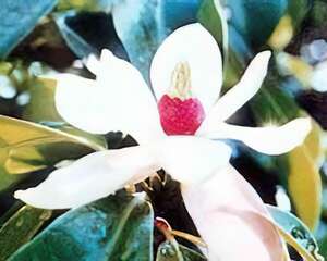 名贵乔木：巴东木莲(图)