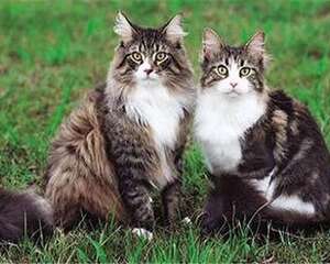 缅因猫多少钱一只？缅因猫价格盘点