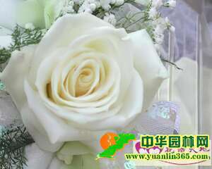 白玫瑰的花语和象征代表意义