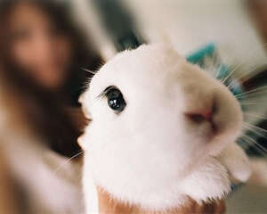 兔子好不好养？