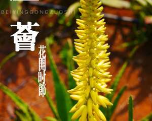 芦荟怎么种