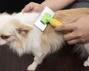 让狗狗远离寄生虫狗的工具有哪些