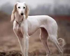 细犬和灵缇有什么区别？仔细辨别一下