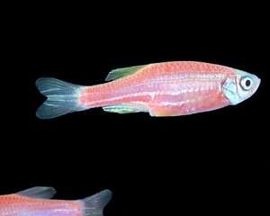 斑马鱼寿命，斑马鱼能活多久