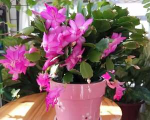 蟹爪兰1年开几次？这么养，能开2、3遍！