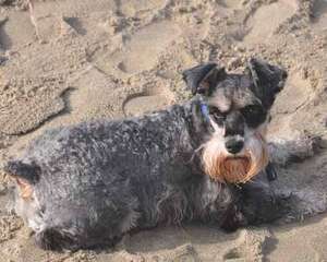 雪纳瑞感冒了怎么办