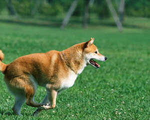 狗狗相关行为知识