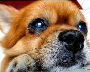 博美犬喝酸奶居然有这么多的好处？