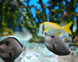 停电应如何为热带鱼保温