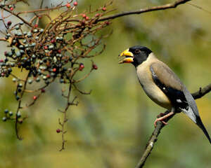 黑头蜡嘴雀的特征介绍