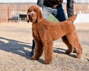 常见的长毛大型犬都有哪些品种？