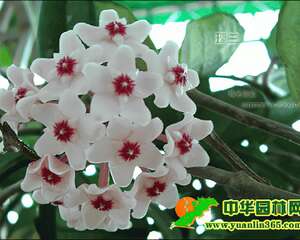 球兰观赏和栽培护理