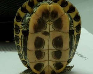 龟的越冬后死亡