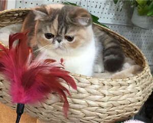 猫咪住高楼有利也有弊