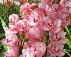 大花蕙兰爱神图片